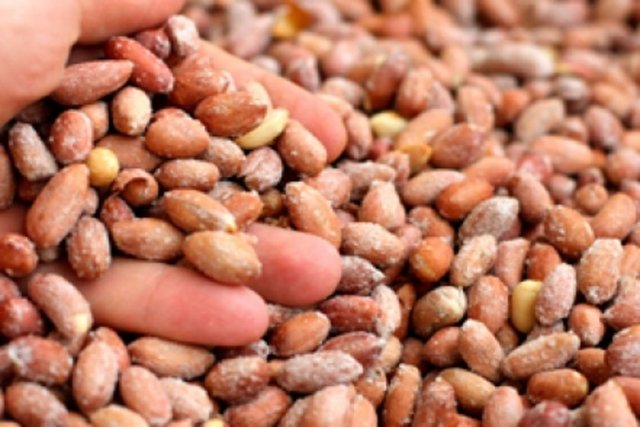 Posalı bir besindir. Posalı besinler kanser yapıcı zararlı maddelerin bağırsakta kalma süresini kısalttığı ve bağırsak duvarı ile temasını azalttığı için kanserden korunmada faydalı olurlar.