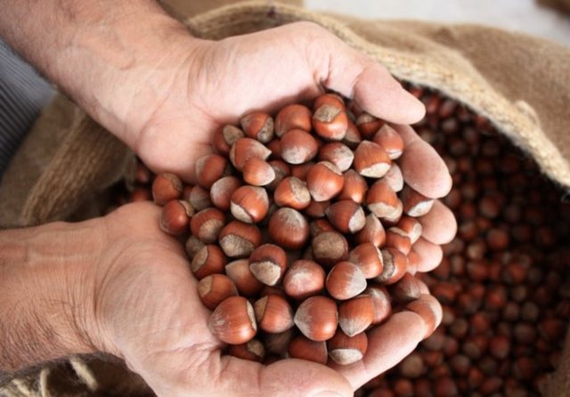 Günde bir avucu geçmeyecek şekilde fındık tüketmenin, beyin sağlığını koruduğu ve halk arasında "bunama" olarak bilinen hastalığı önlemeye yardımcı olduğu kanıtlandı.