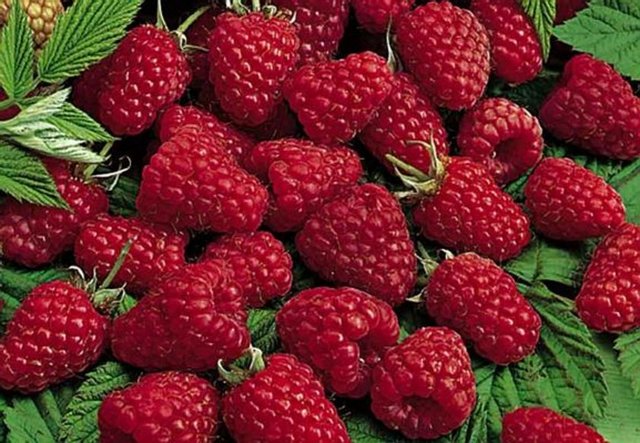 Ahududu. Her şeyden önce muhteşem bir aşk meyvesidir.