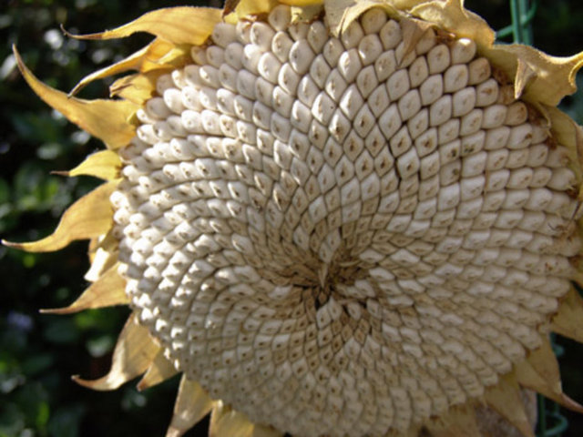 Ay çekirdeği. Cinsel arzuyu kamçılayan ay çekirdeği, yağlı olduğu için kiloda aldırır.