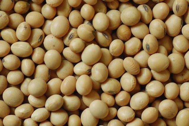 SOYA FASULYESİ: Asyalı kadınlarda daha az meme kanseri görülmesi bu bakliyatın o bölgede sık tüketilmesine bağlanıyor. Günde bir fincan pişmiş soya fasulyesinin meme kanserine karşı koruyuculuğu olduğuna dikkat çekiliyor.