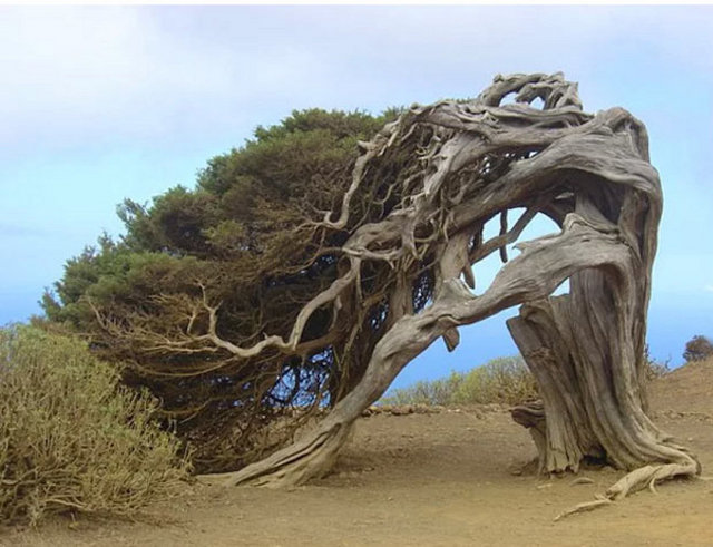 El Arbol de La Sabina