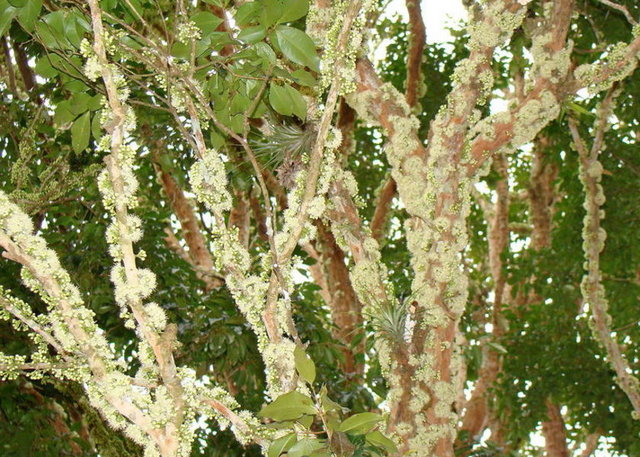 Meyve mor renge dönüştüğü zaman olgunlaştığı anlaşılmaktadır.