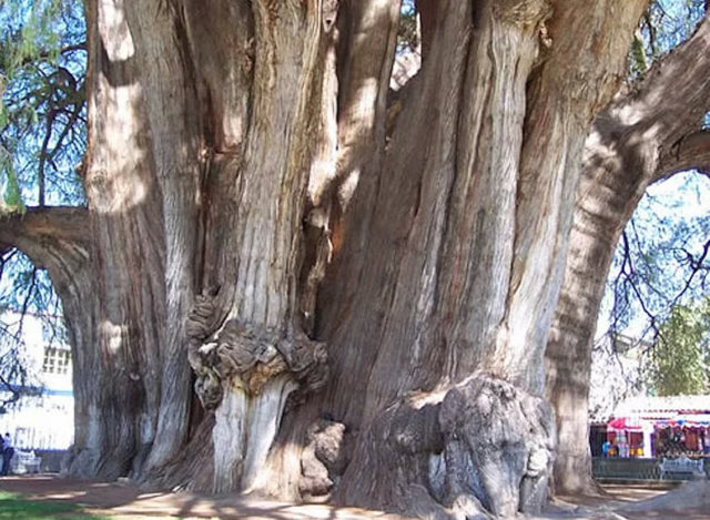El Árbol del Tule, Meksika