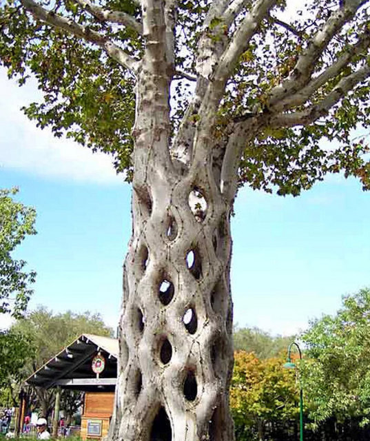 Arborsculpture, Santa Cruz, Kaliforniya