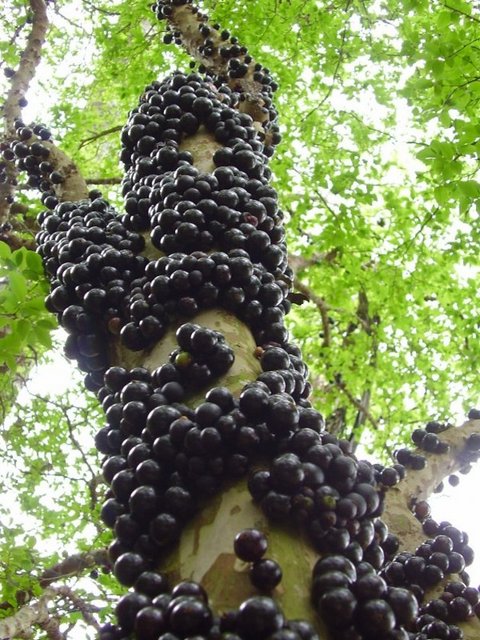 Jabuticaba ağaçları sadece Güney Amerika bölgesinde Brezilya, Paraguay ve Arjantin'de yetişir.