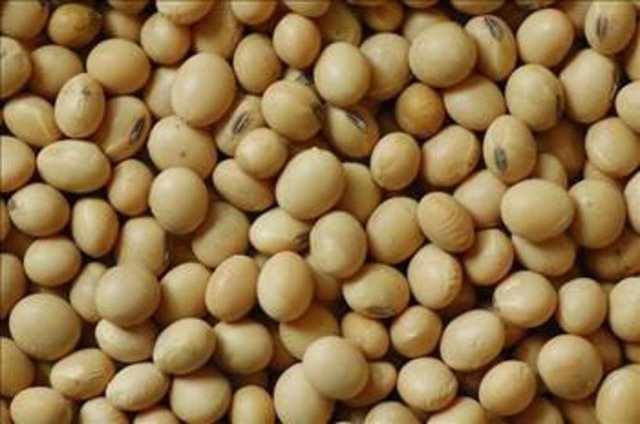 SOYA FASULYESİ: Asyalı kadınlarda daha az meme kanseri görülmesi bu bakliyatın o bölgede sık tüketilmesine bağlanıyor. Günde bir fincan pişmiş soya fasulyesinin meme kanserine karşı koruyuculuğu olduğuna dikkat çekiliyor.