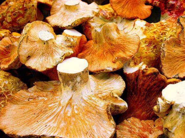 4. Mantar: Antioksidan açısından oldukça zengindir. Potasyum, B vitamini ve lif kaynağı açısından da zengindir...