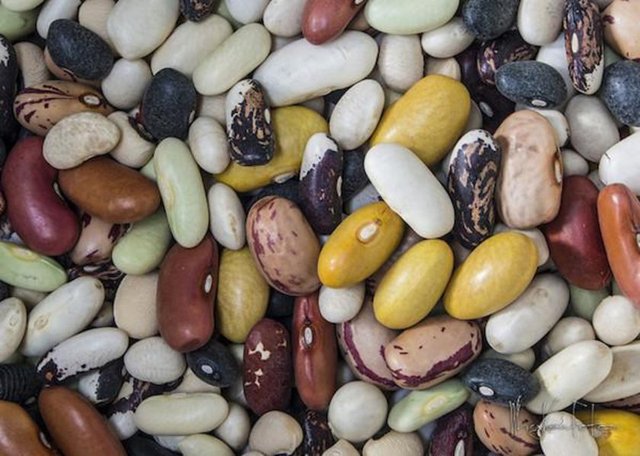 21. Bakliyat, çerez, fasulye: Hepsi protein kaynağı açısından oldukça zengindir.