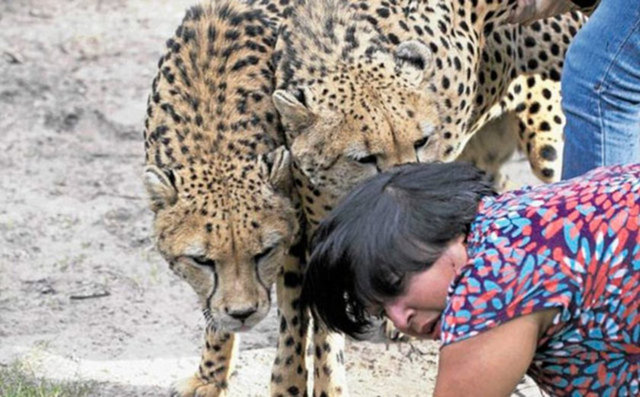 D'Mello dehşeti yaşarken, kafesin dışında olan kocası da şaşırtıcı bir sakinlikle karısına yapılan ölümcül saldırıyı görüntüledi.