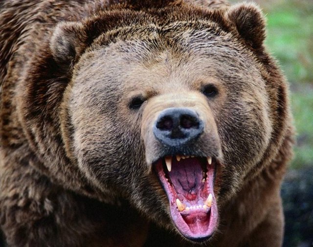 7 Boz Ayı - Büyük olmasına rağmen cüssesinden beklenmeyecek kadar hızlı koşan bu hayvanların çeneleri de cüsseleri kadar güçlü. 1200 psi basınçla ısırabilirler.