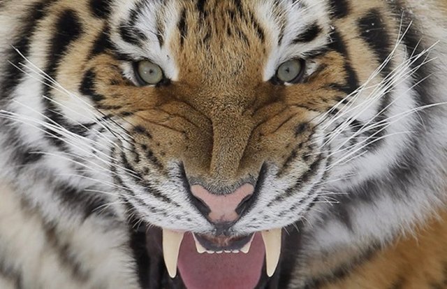 9 Kaplan - En büyük kedi türü olan kaplanların çene basıncı 1050 psi.