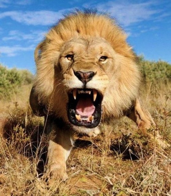 10 Aslan - Sosyal yaşayan tek kedi cinsi olduğundan dolayı daha güçlü bir çeneye gereksinim duymuyor. Uyguladığı basınç 600 psi.