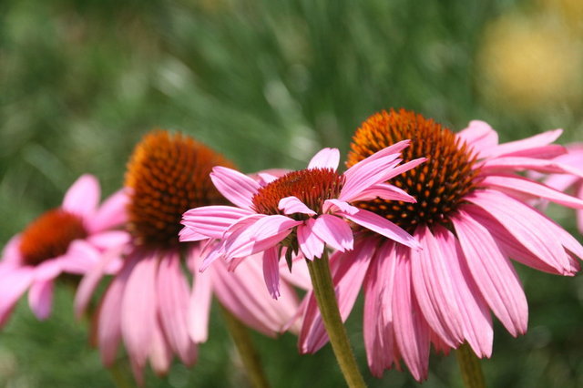 Ajans ayrıca bağışıklık sistemini uyarıcı etkisi nedeniyle ilerleyici sistemik bozukluklarda, bağışıklık sistemi hastalıklarında, bağışıklık sistemi yetersizliğinde, akyuvar sistemi hastalıklarında kullanılmamasını önermektedir.