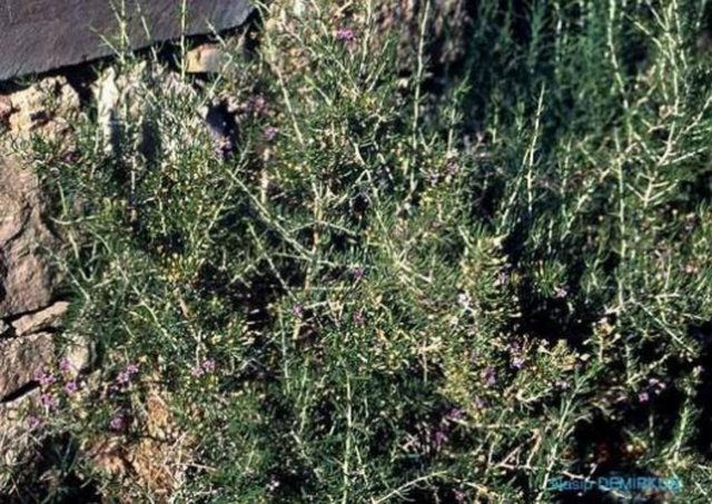 Tekedikeni (Sincan dikeni): Ürtiker benzeri alerjik reaksiyonlar gelişebilir. Hamilelerde ve emziren annelerde güvenlilikle ilgili yeterli veri bulunmadığından kullanılmamalıdır.