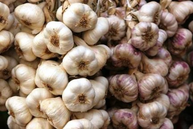 Sarımsak: Mide bağırsak sisteminde şikayete yol açar, alerjik dermatit ve alerjik astım ile kanama riskini artırır, kanın pıhtılaşma süresini uzatır.