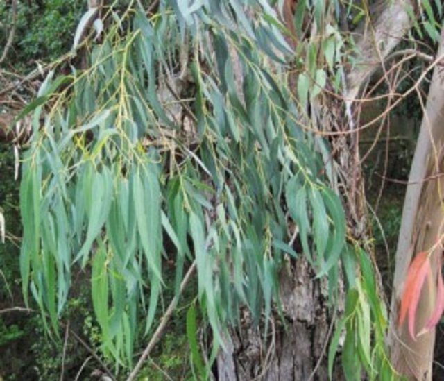 Okaliptus: 30 ayın altındaki bebeklerde içeriğinde bulunan "sineol" isimli madde, gırtlakta kontrolsüz veya istemsiz kas kasılmasına yol açabileceği için kullanılmamalıdır.