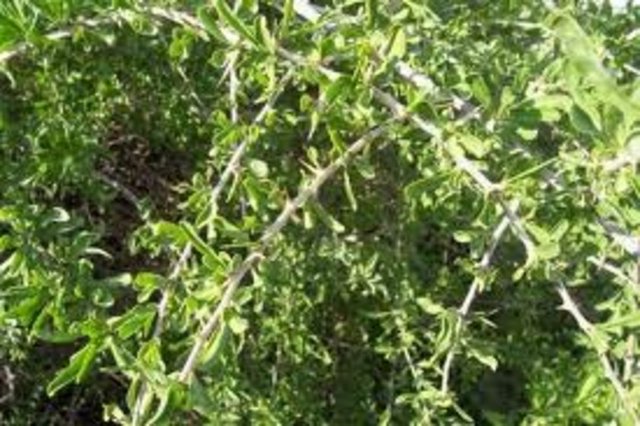 Ameliyatlardan önce genel veya lokal anestezikler ile oluşabilecek muhtemel etkileşimler belirlenmeli ve mümkünse bitkisel ilacın kullanımı kesilmelidir.