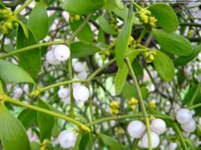 Hastada yüksek ateş olduğunda tedavi kesilmelidir.Tedavi edici dozun üstünde meyvelerin kusturucu özelliğinden dolayı çocuklarda ölüme neden olabilir.