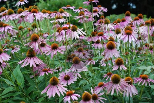 Gebelikte kullanımıyla ilgili olarak sınırlı veri bulunmaktadır.