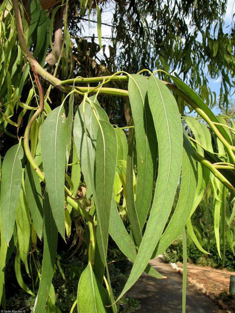 Teke otu (Azgın Teke Otu): Kapsüller ve tabletler değişik dozajlarda satılmaktadır. Yüksek dozlarda kullanımı terlemeye ya da hararete neden olabilir.