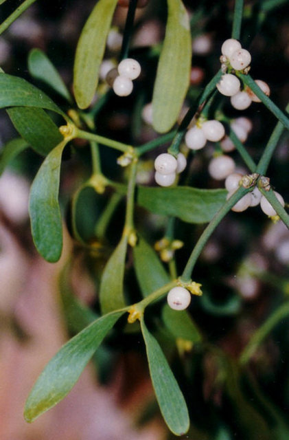 Burç (Ökseotu): Baş ağrısı, ortostatik hipotansiyon, yüksek ateş, göğüs ağrısı, alerjik reaksiyonlar ve titremelere yol açabilir.
