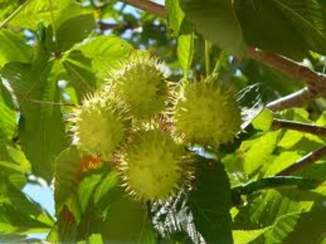 Açık yaralarda emboli ve trombozis riski vardır. Kronik böbrek ve safra kesesi rahatsızlıklarında dikkatli kullanılmalıdır.