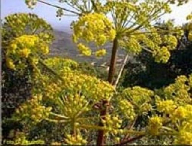 Dolayısıyla yaprakları veya kabukları tıbbi gözetim olmadan gebelikte veya emzirme döneminde veya çocuklarda kullanılmamalıdır. -  -