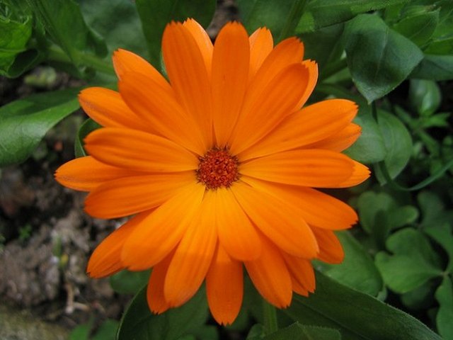 Cilt enfeksiyonu belirtileri görülürse bir doktorla temasa geçilmelidir.