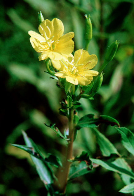 Kullanımı sırasında solunum güçlüğü, ateş ve iltihaplı balgam oluşursa derhal bir doktorla temasa geçilmelidir.