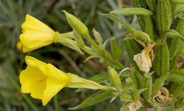 Çuhaçiçeği: 18 yaşın altındaki çocuklarda, hamilelerde ve emziren annelerde güvenlilikle ilgili yeterli veri bulunmadığından kullanılmamalıdır.