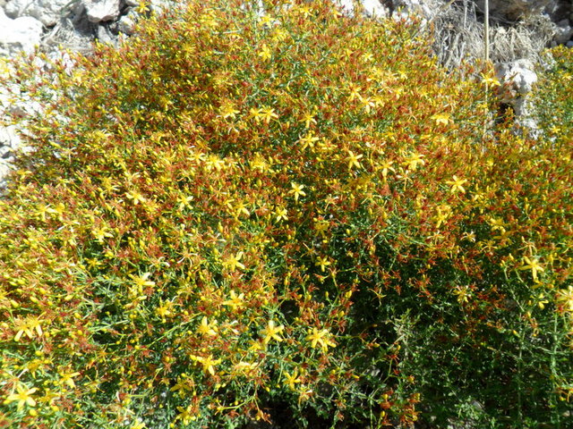 Duyarlı kişilerde bilinç kaybı oluşabilir.