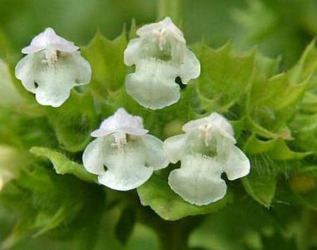 Oğulotu (Melisa, limonotu, kovanotu): 12 yaşın altındaki çocuklarda, hamilelerde ve emziren annelerde güvenlilikle ilgili yeterli veri bulunmadığı için kullanılmamalıdır. Araç ve makine kullanan kişilerce dikkatli alınmalıdır.