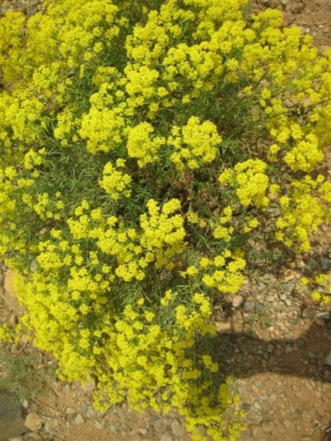Çakşırotu: Hamilelerde kullanılmamalıdır. Yüksek dozlarda kullanımı huzursuzluk, başağrısı, diyare, gaz gibi sindirim sistemi rahatsızlıkları ve dudaklarda şişmeye neden olabilir.