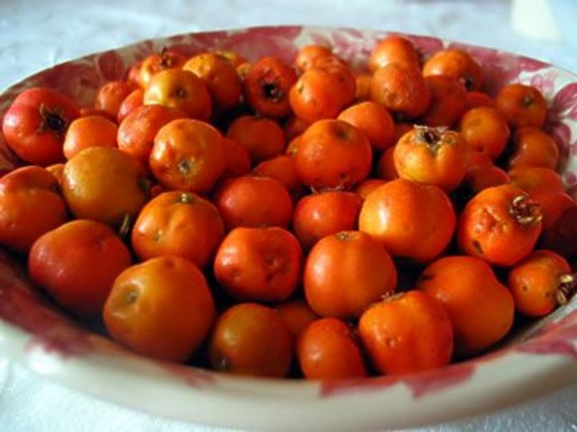 Alıç: 12 yaş altında kullanılmamalıdır.