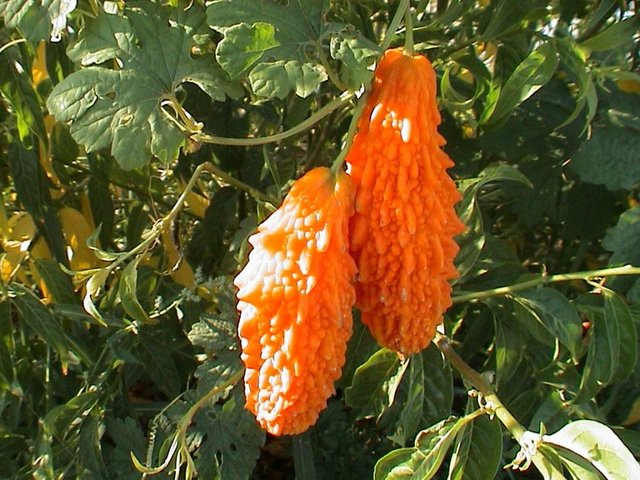 Kudret narı: Geleneksel kullanımda ve bilimsel çalışmalarda bitkinin düşük yaptırıcı etkisinin olduğu bildirilmiştir.