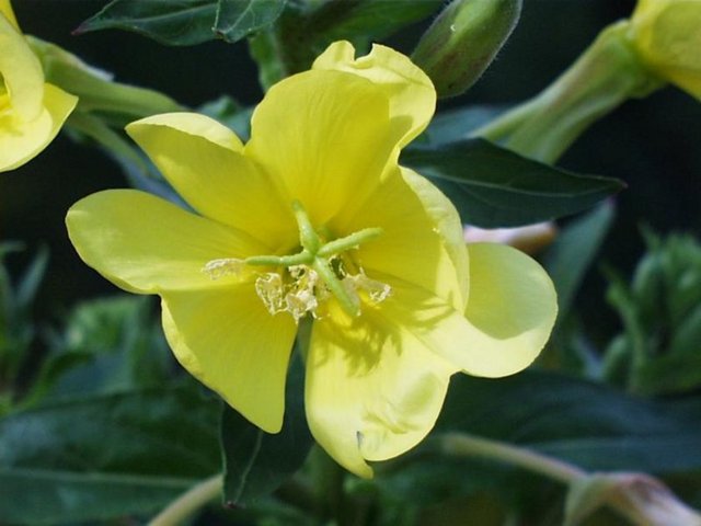 Gastrit veya mide ülseri olan kişilerce kullanılırken dikkatli olunmalıdır.