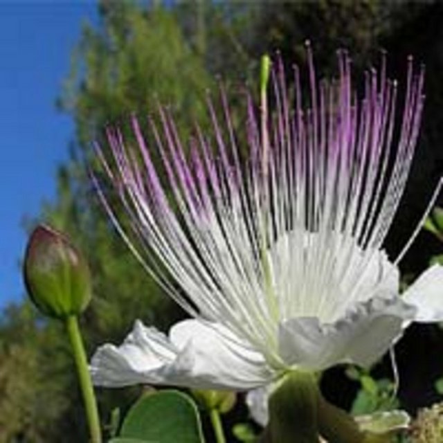 Doz aşımı durumunda kramp benzeri mide bağırsak şikayetler ve laksatif etki oluşabilir. Uzun süreli kullanımda başta potasyum iyonları olmak üzere elektrolit kaybına neden olabilir.