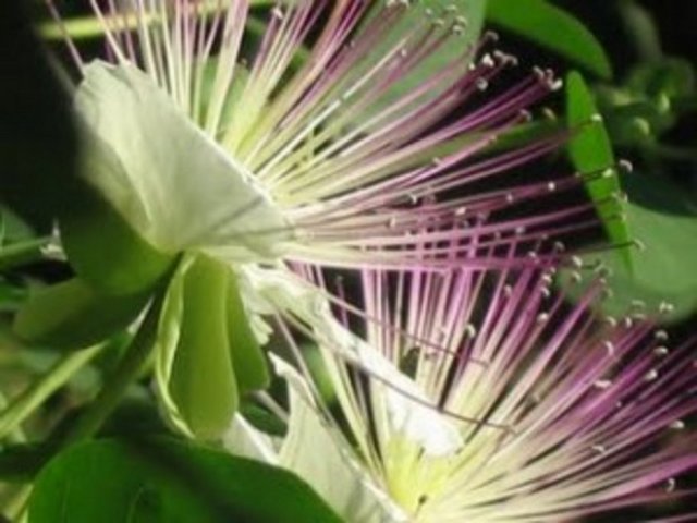 Hiyarşembe: Apandisit, bağırsakta akut iltihap durumunda, 12 yaşın altındaki çocuklarda, hamilelerde ve emziren annelerde tavsiye edilmez.