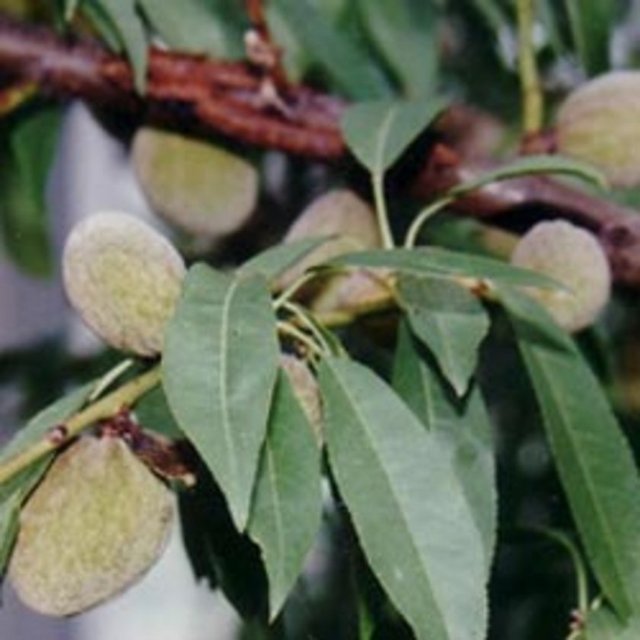 Acı Badem: Tohumları taşıdığı amigdalinden dolayı potansiyel siyanür etkisi yapabileceğinden hangi formda olursa olsun güvenli sayılmamaktadır. Ağızdan alındığında oluşacak etki, kas veya damar yoluyla oluşacak etkiden daha şiddetlidir.