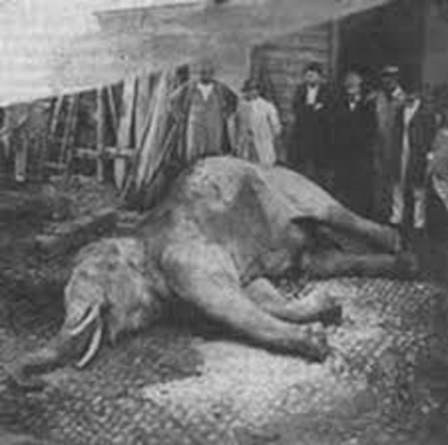 Medikal alanda bilinen en etkili uyuşturuculardan biri olan LSD'nin etkisiyle dehşete kapıldığı için tuhaf seslerle bağırarak kendi etrafında dönen fil 1 saat sonra dayanamayıp yıkıldı ve titreyerek öldü.