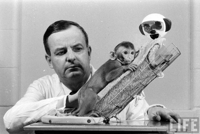 Çaresizlik Kafesi -  - Psikolog Harry Harlow, sevgi kavramı üzerine takıntılı bir hale gelmişti. Fakat bu takıntısı, sevgi üzerine şarkı ya da şiir yazmak gibi bir şey değildi.