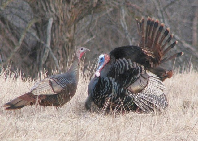 Fakat maketten geriye sadece bir sopanın üstünde bulunan sahte bir dişi hindi kafası kalmışsa da, bu durum erkek hindileri uzaklaştırmamış, aksine çok daha arzulu hale getirmişti.