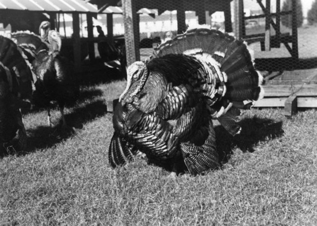 Cinsel İçgüdü Deneyi - Hindilerin cinsel yaşamını araştıran Pensilvanya Eyaleti Üniversitesi araştırmacıları, canlı gibi görünen dişi bir hindi maketini erkek hindilerin önünde parçalara ayırdılar.