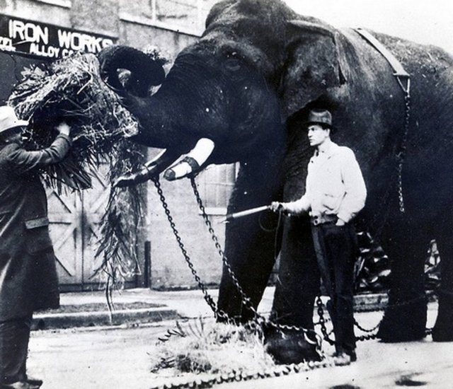 Deney, LSD'nin cinsel saldırganlık ve delilik diye adlandırılabilecek "musth" etkisini ölçmeyi hedefliyordu. Aşırı dozda LSD enjekte edilen Tusko, bu işlemden kısa bir süre sonra yere yıkıldı ve titreyerek öldü.