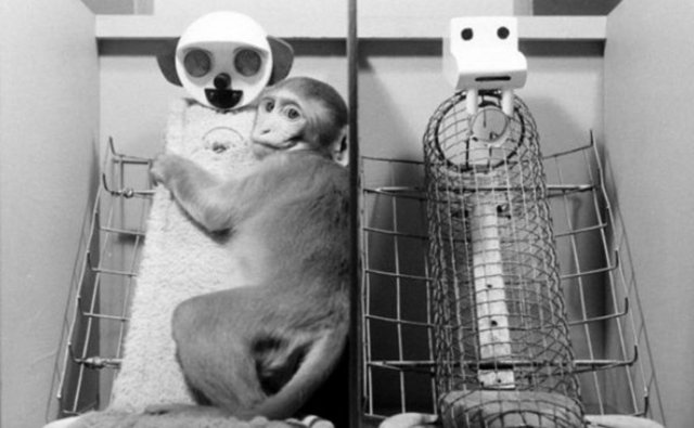 Bu konu onu ruhen hasta durumuna getirdi ve 1970'li yıllarda maymunlar üzerinde etik olmayan deneyler yaptı.  -