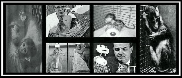 "Maymunları nasıl sevebilirsiniz?" Bu korkunç deneyler, hayvan hakları hareketinin arkasındaki itici güç olarak bilinir ve bu sayede bu tür korkunç deneyler son bulmuştur. -