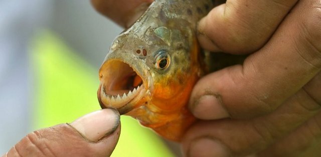 Vücutlarında kesikler oluşan piranha mağdurları hastanelerde tedavi altına alındı.