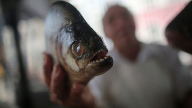 Etçil olanları insanlar için tehlike arz ederken, bir çok korku filminde işlenmesine rağmen insanlara saldırması nadir görülüyor.