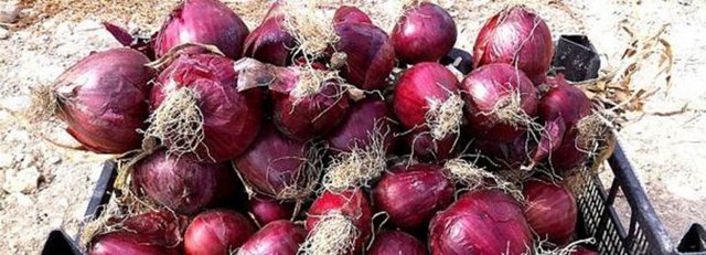 Safra kesesi salgısını artırır ve bunun sonucu olarak taş oluşumunu önler.